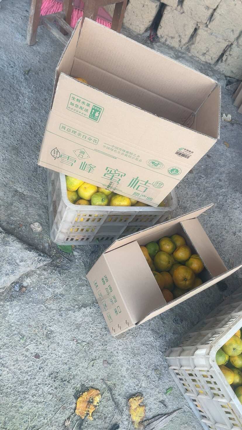 特早雪峰蜜橘 糖度12-14之间