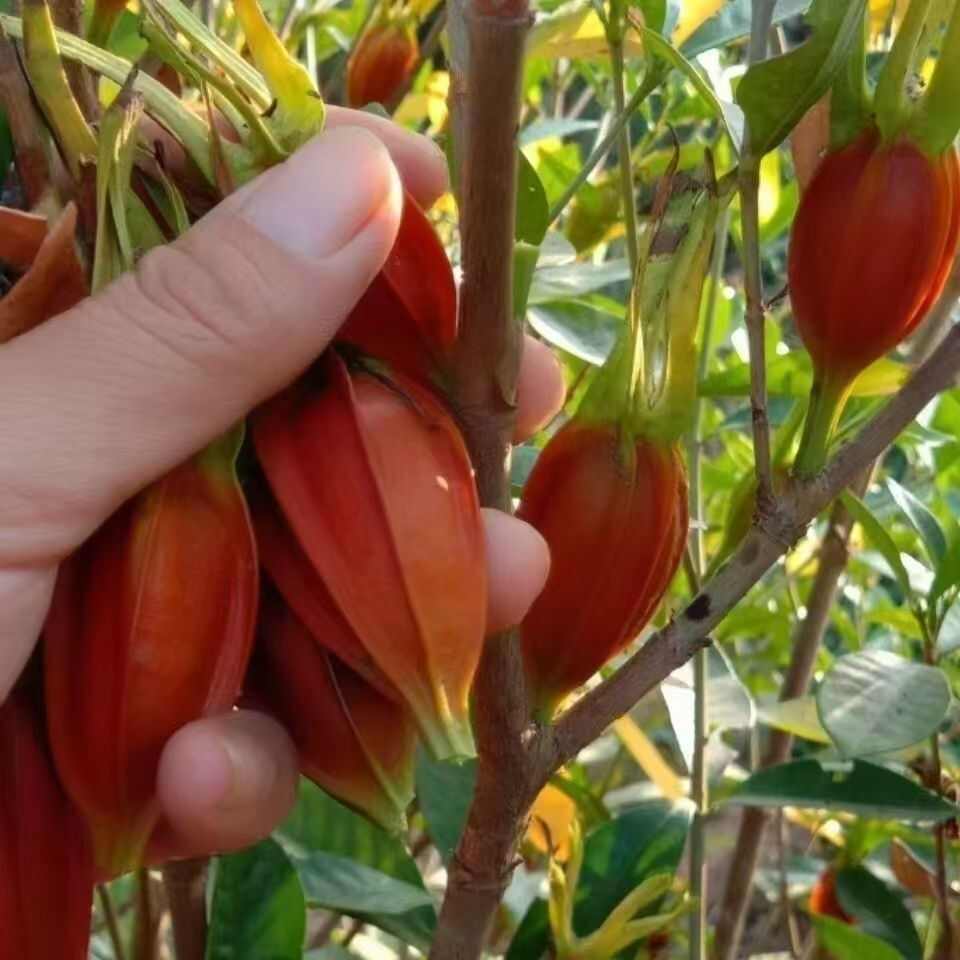 包邮黄栀子苗中药材黄栀子黄桅子小叶黄栀子结大果产量高现挖