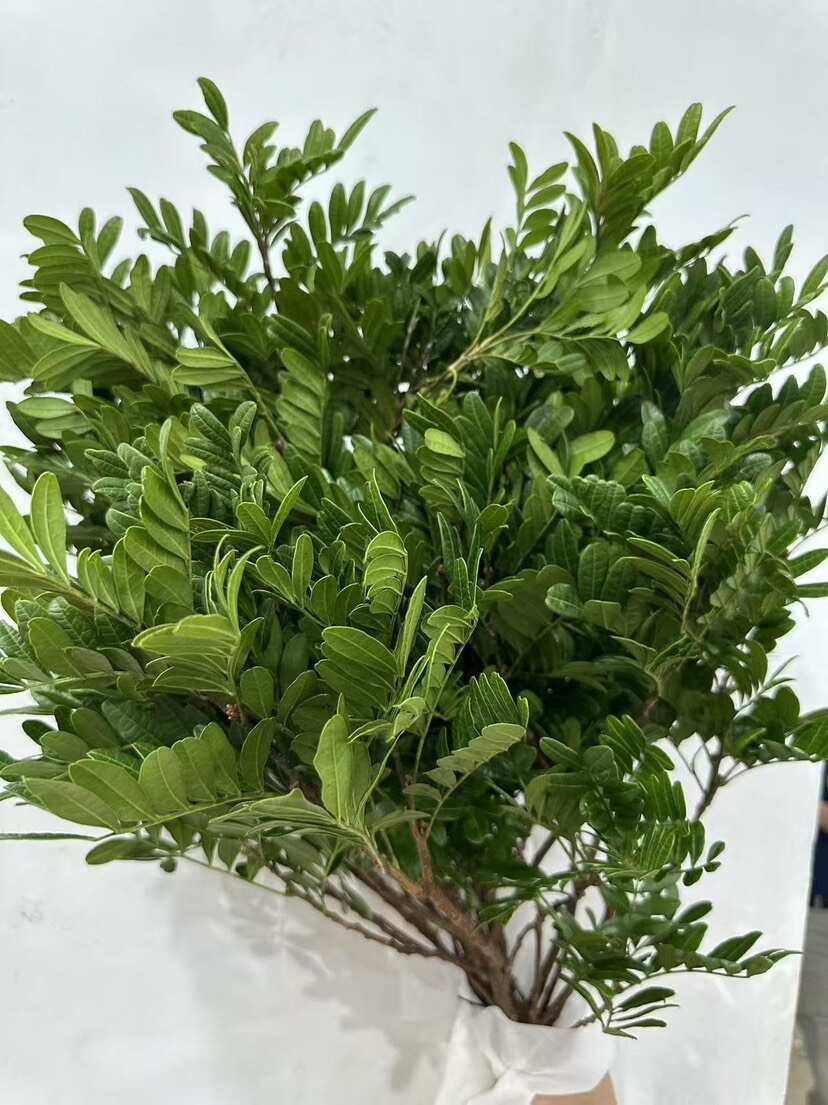 【大盆树高30-35cm】驱蚊驱虫清香木盆栽花卉