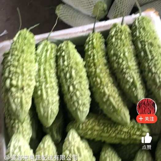 五华县苦瓜