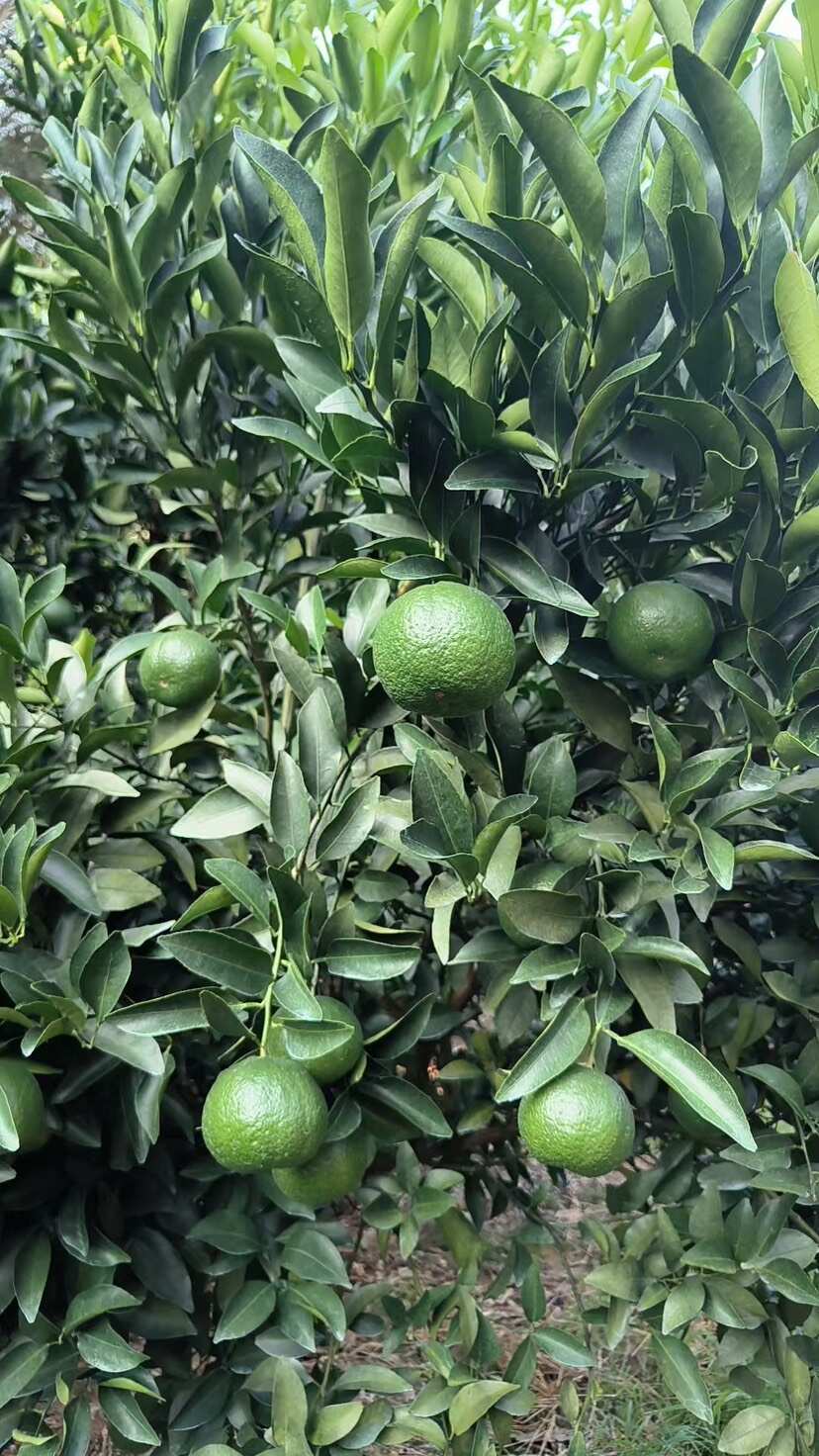 福建椪柑，芦柑