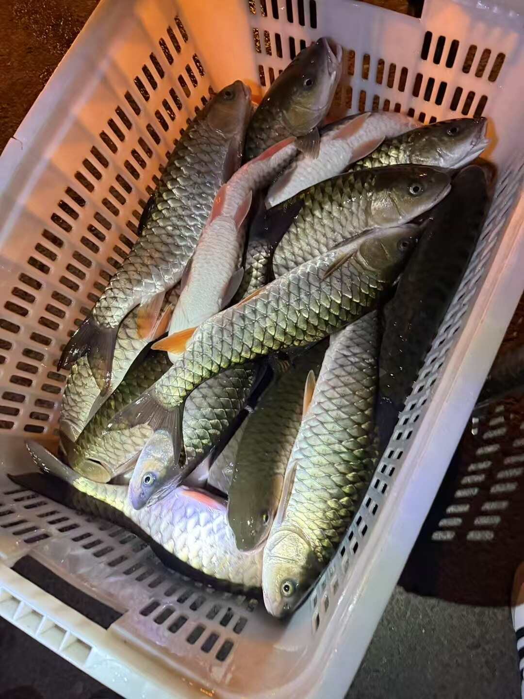 吊水军鱼，没泥臭味