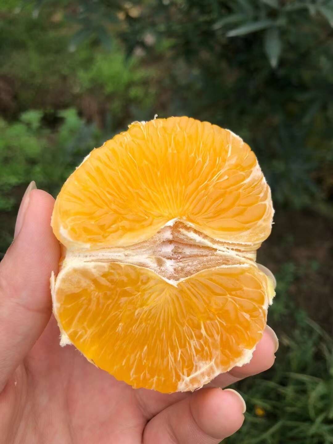 爱媛果冻橙