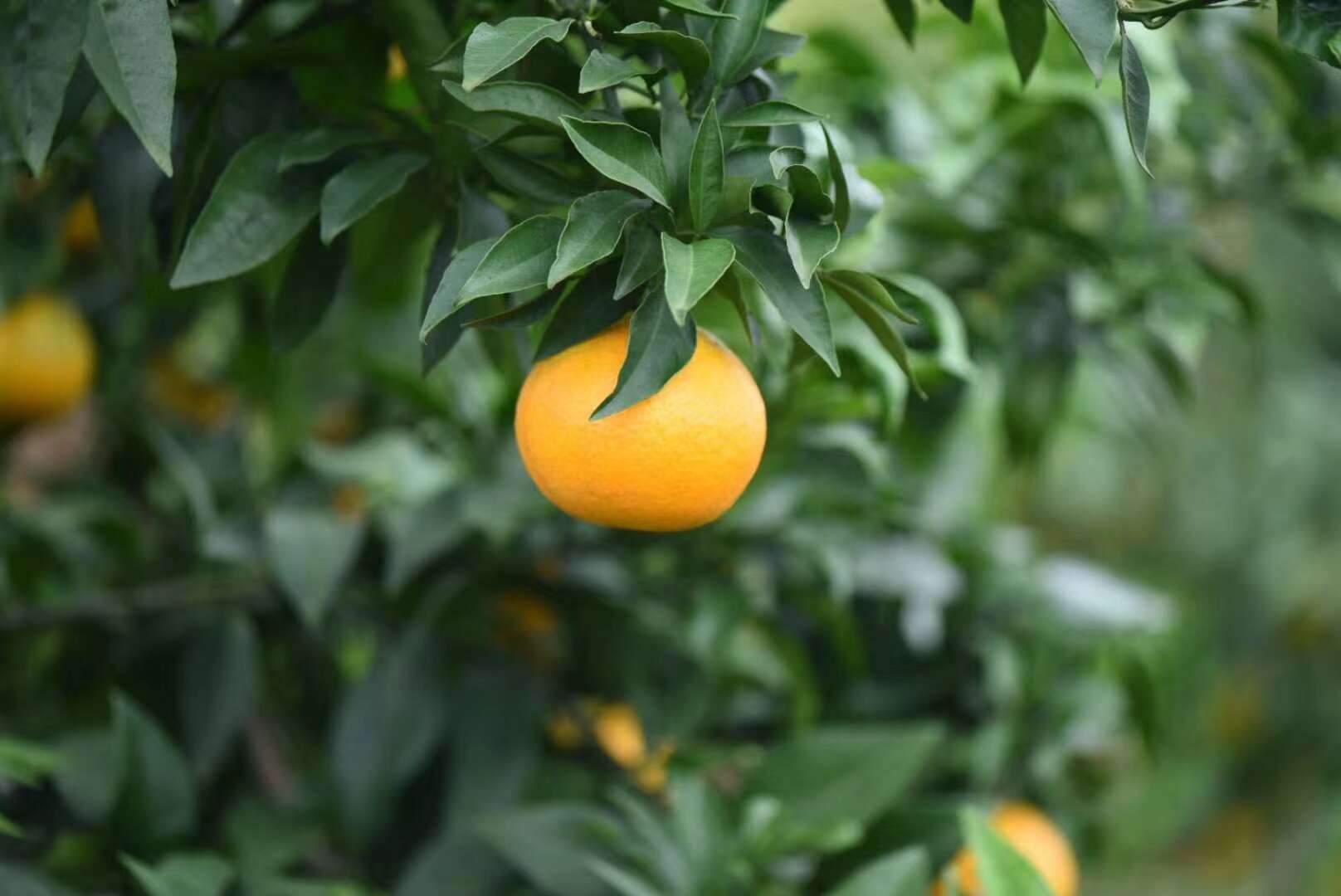 爱媛果冻橙