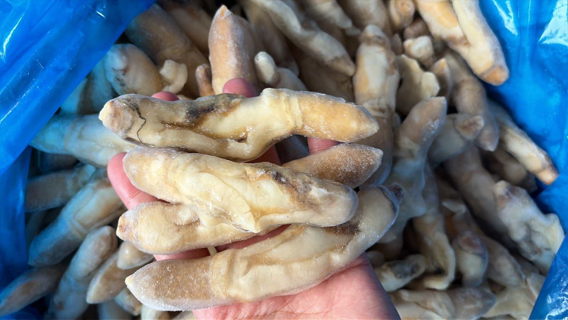 带黄竹蛏王肉竹节蛏海蛏子圣子开沙嘴去沙蛏王肉