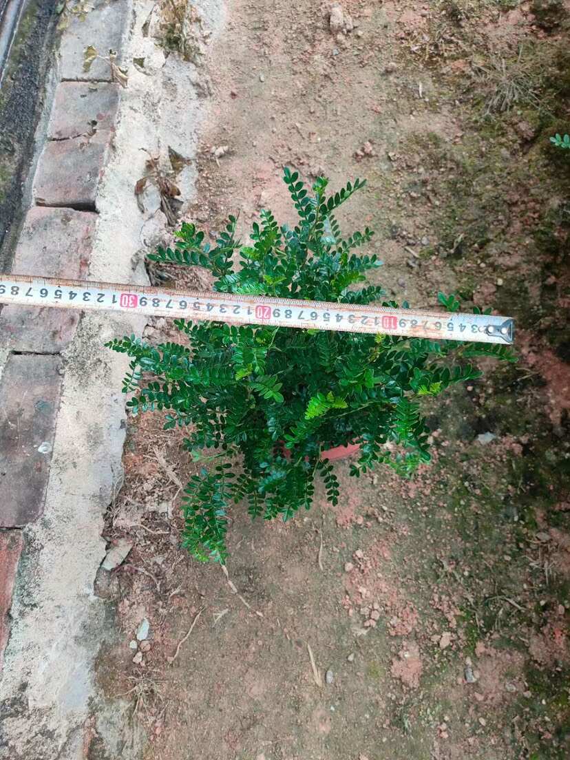 【大盆树高30-35cm】驱蚊驱虫清香木盆栽花卉