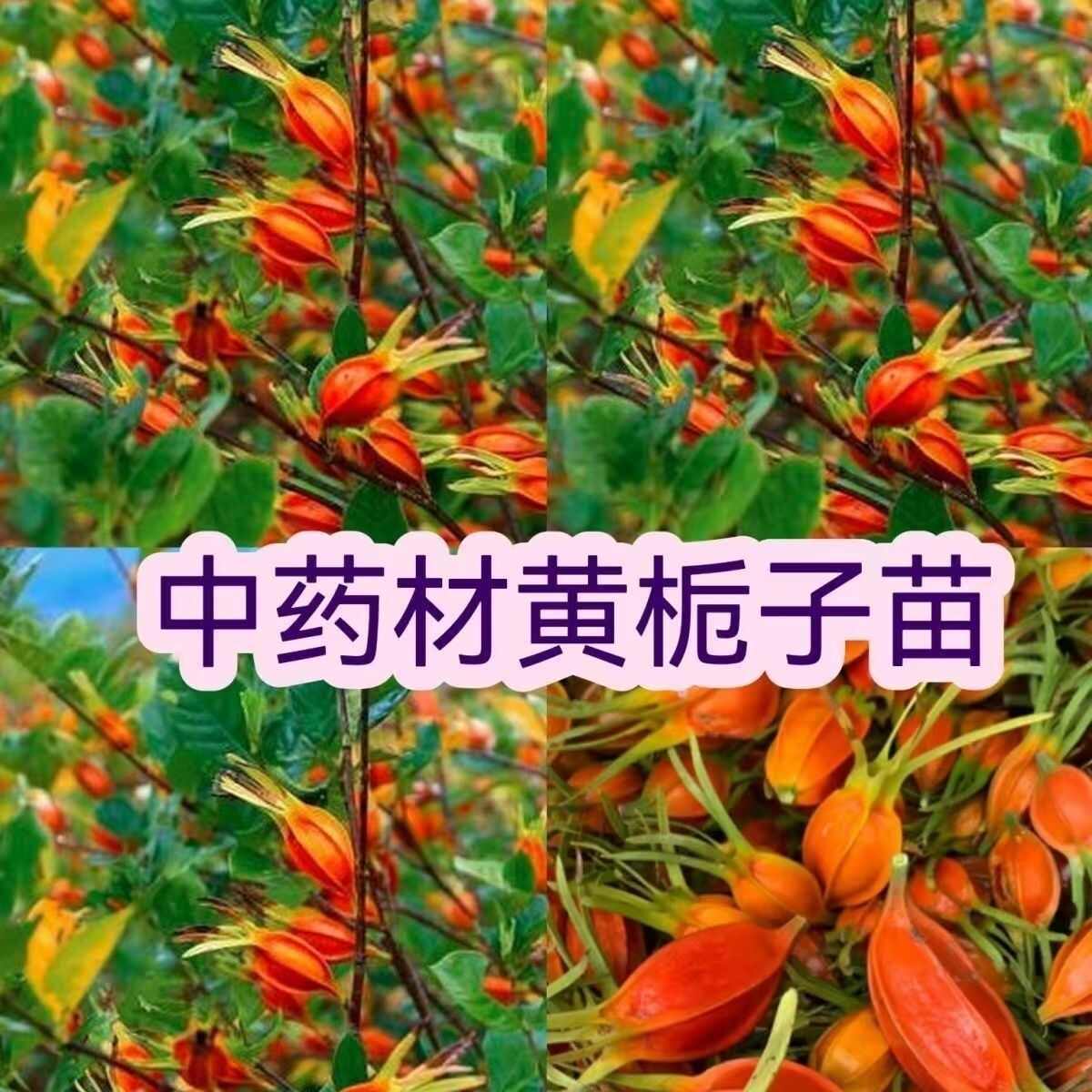 包邮黄栀子苗中药材黄栀子黄桅子小叶黄栀子结大果产量高现挖