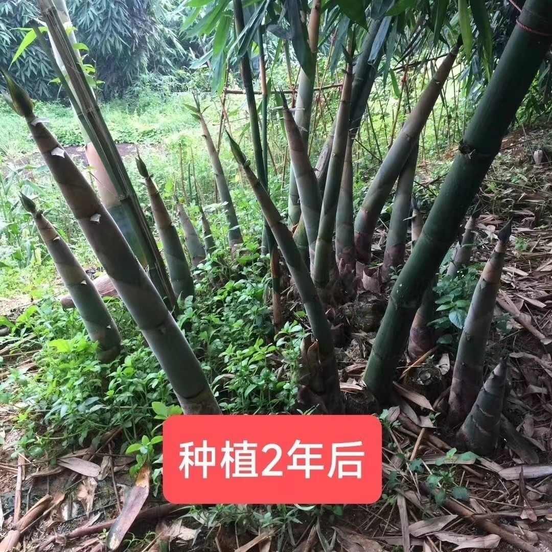 【开春新上市】麻竹种苗大叶甜竹笋苗种食用甜竹笋地栽批发