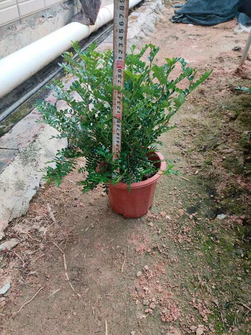 【大盆树高30-35cm】驱蚊驱虫清香木盆栽花卉