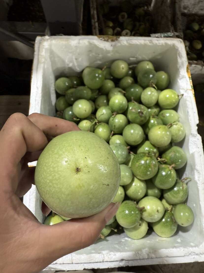 百香果收购点营业中，批发零售一件代发，新鲜直达，果香满溢正当