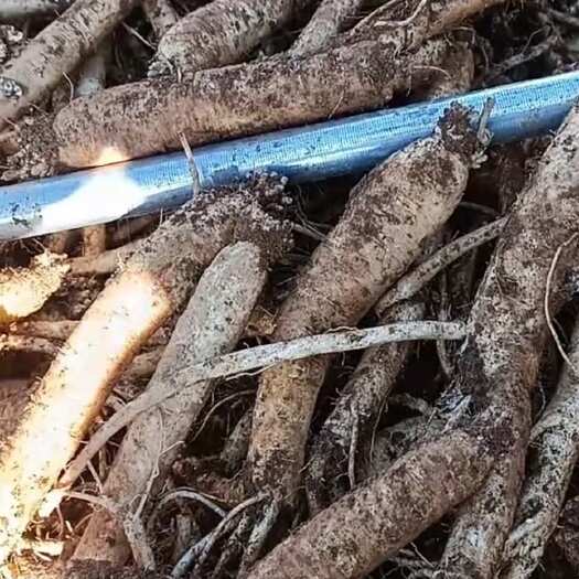 品质好，熬汤或用于中药材