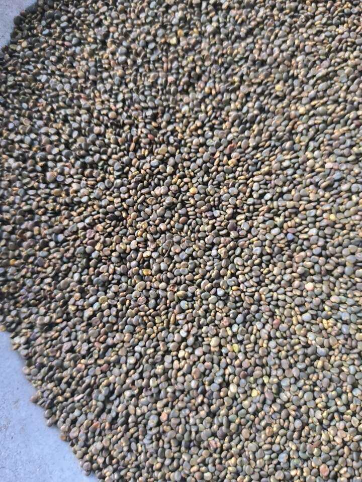 沙苑子 泡茶 泡酒 批发各种规格中药材 质量保证量大从优