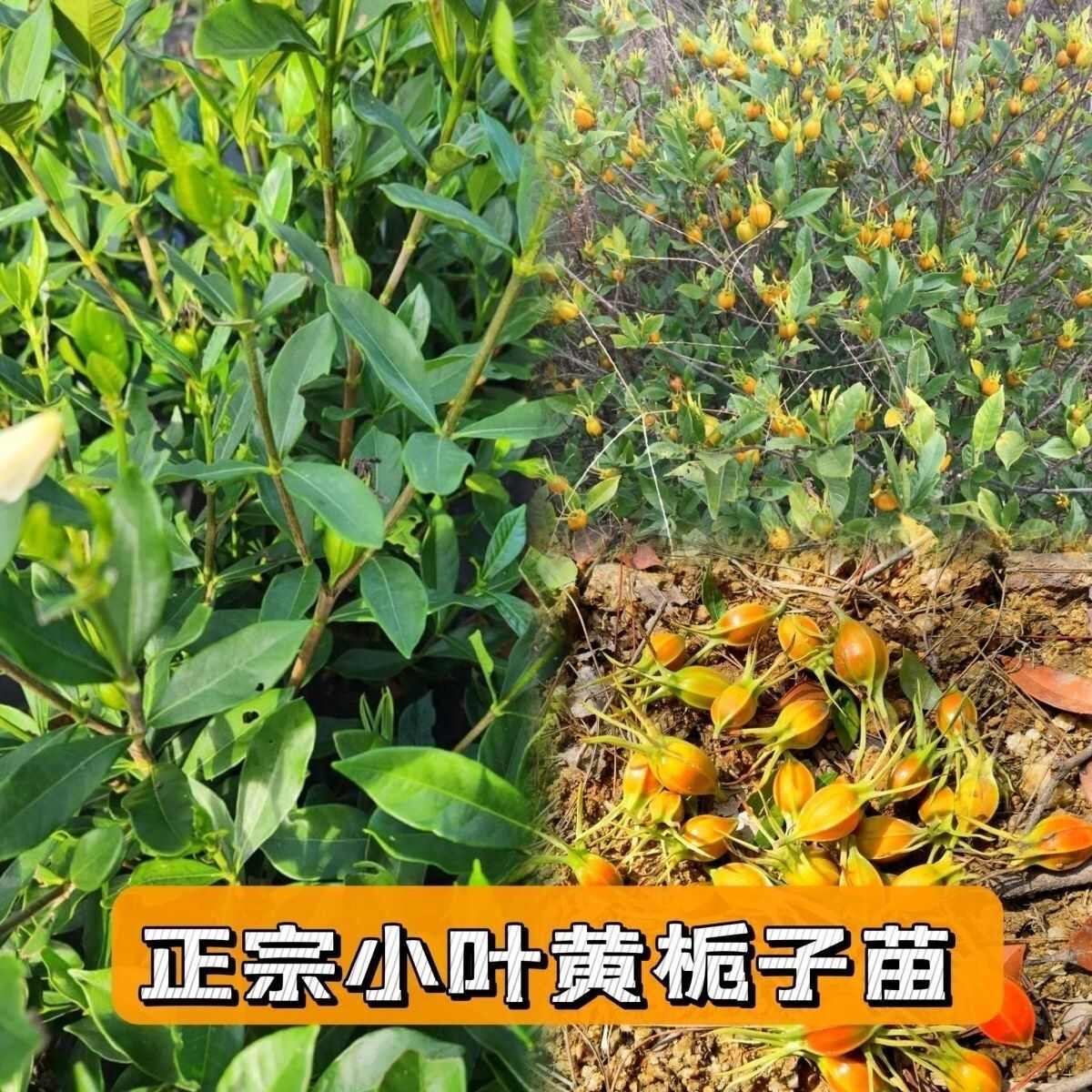 包邮黄栀子苗中药材黄栀子黄桅子小叶黄栀子结大果产量高现挖