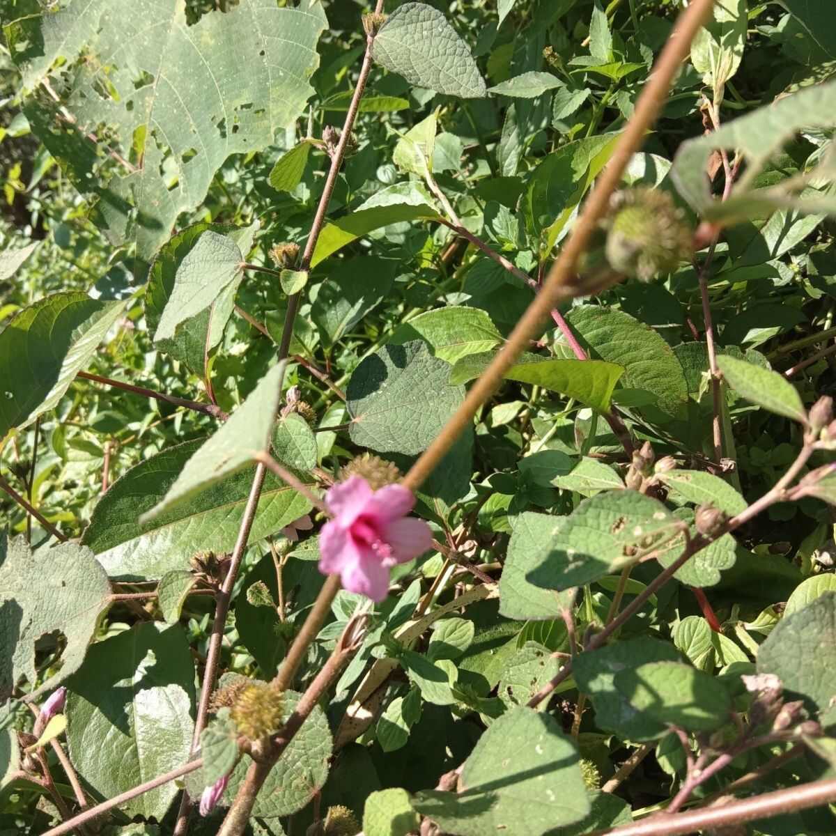 地桃花全珠