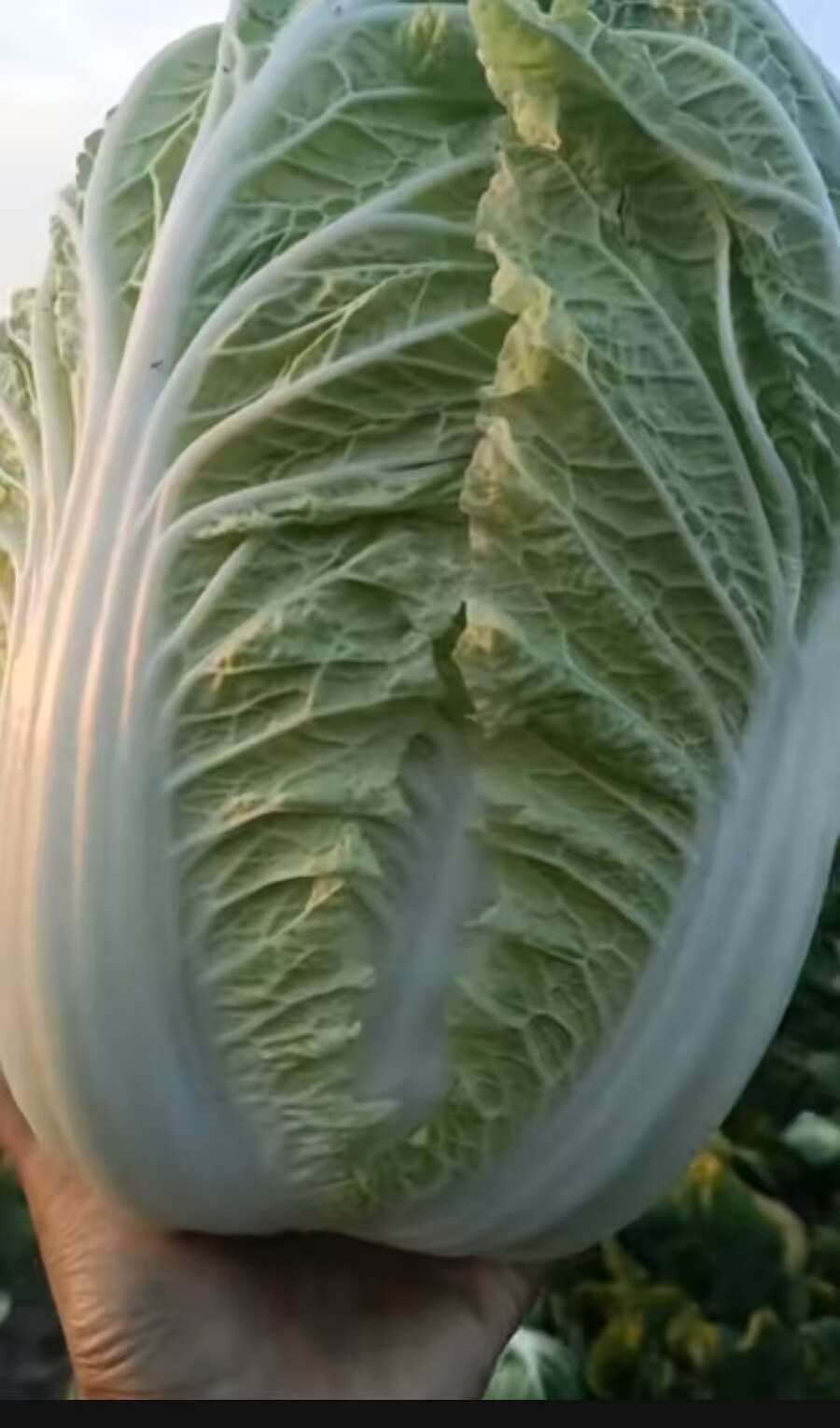 东北黄心大白菜