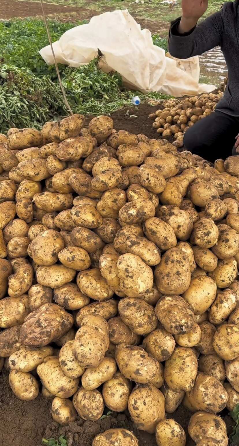 高原高海拔土豆