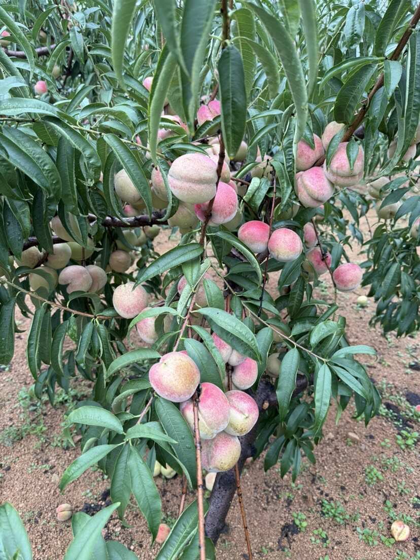 大冬桃月圆脆红毛桃