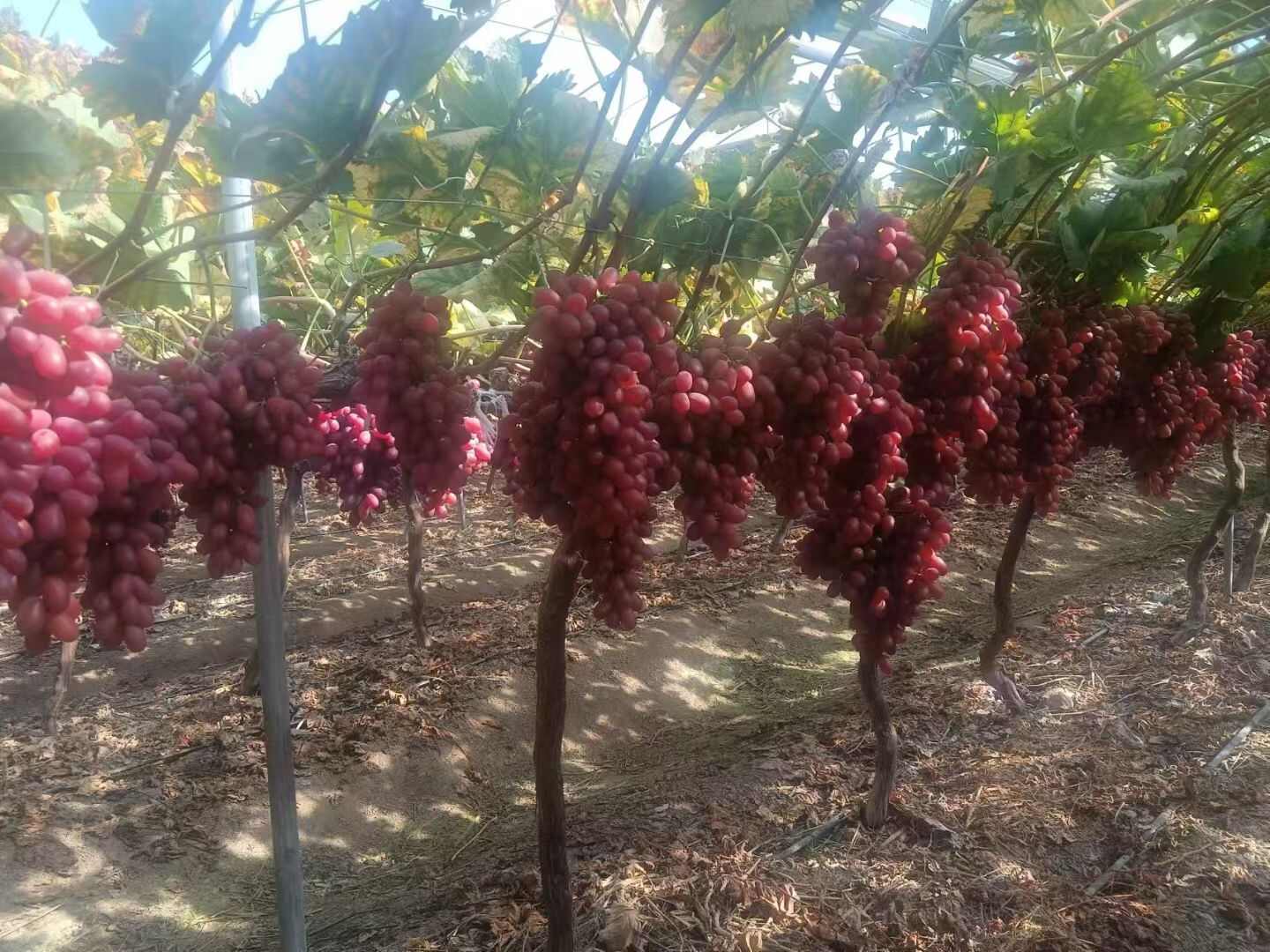 葡萄品种，克伦生，阳光玫瑰，蓝宝石