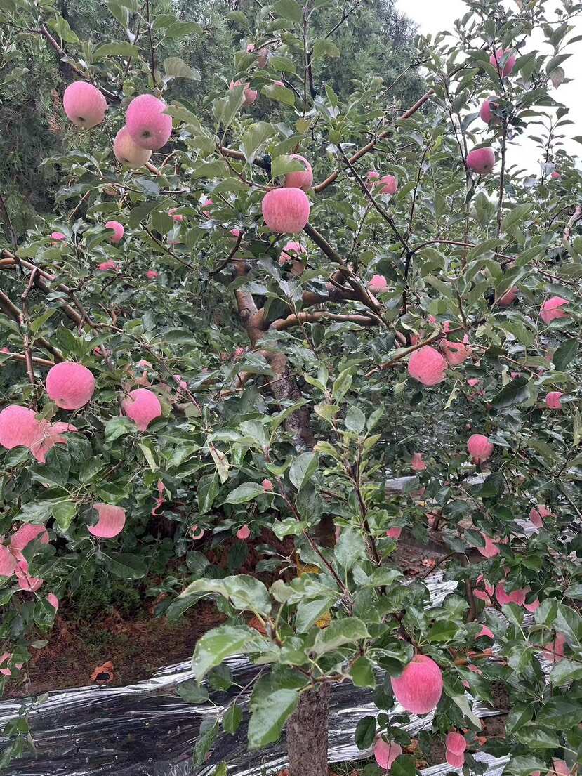 白水红富士苹果