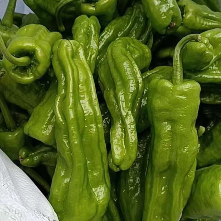夏邑县万亩基地辣椒大量上市！品种多，欢迎实地考察！