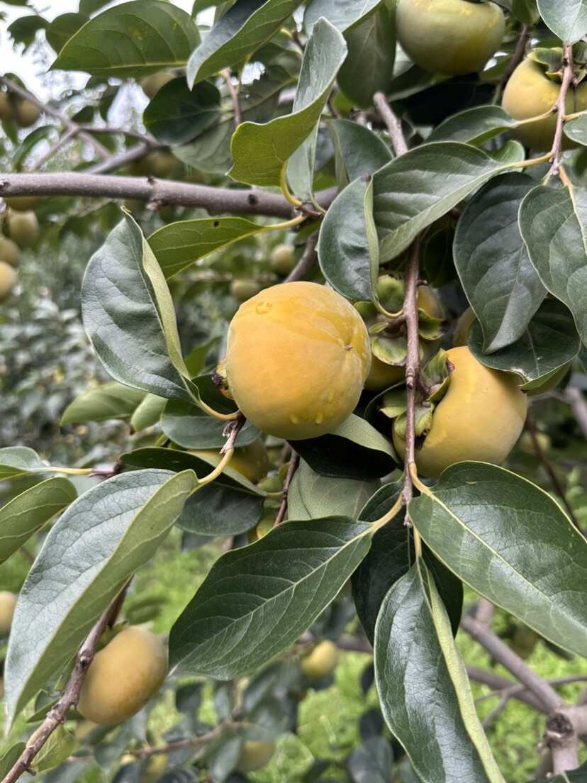 阳丰巧克力柿子，实地拍摄，自家种植