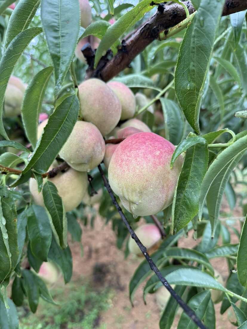 大冬桃月圆脆红毛桃