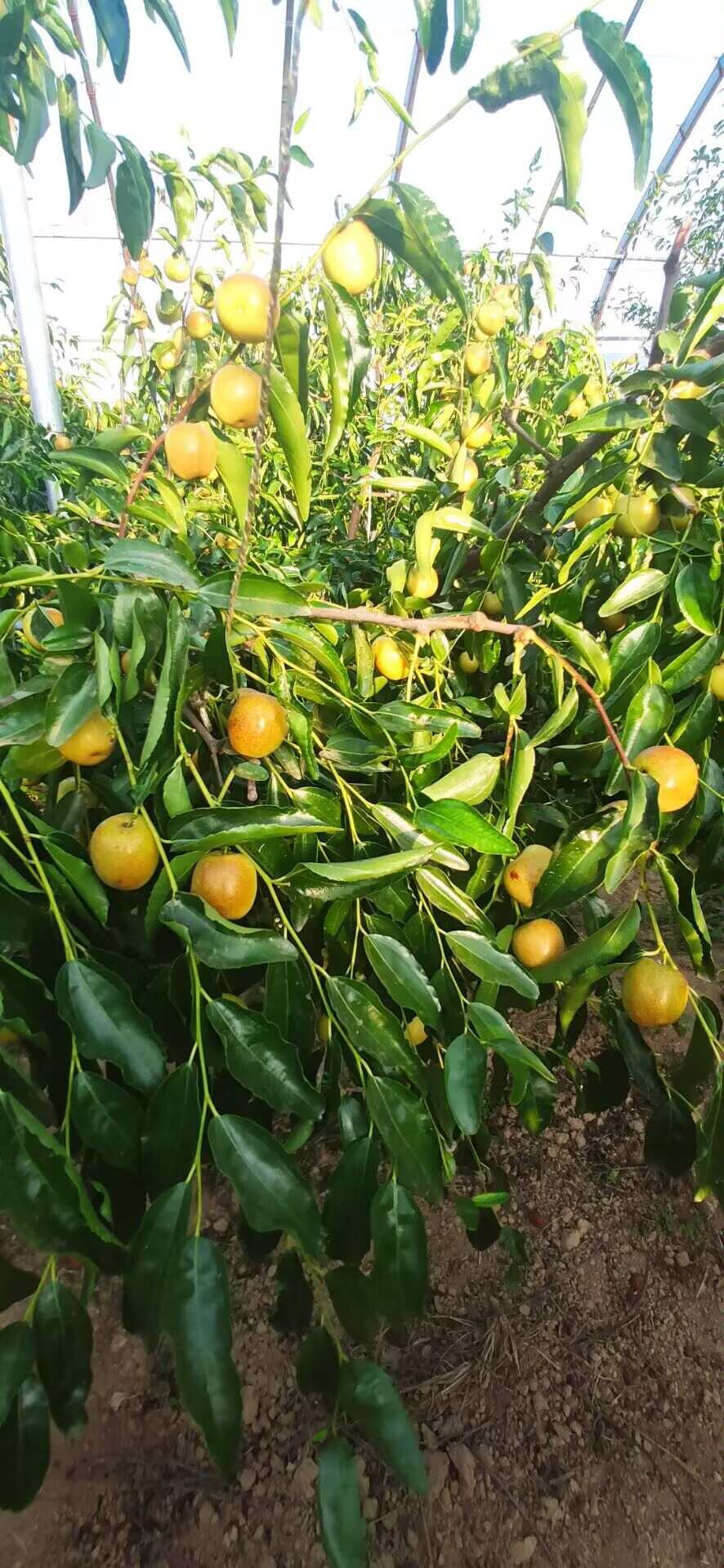 陕西大荔冬枣 新鲜核果类水果产地直发