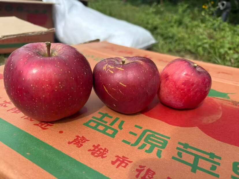 大凉山盐源苹果离太阳最近 里城市最远 香甜可口