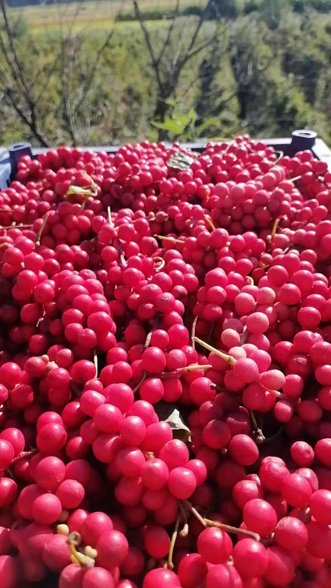 榛子五味子