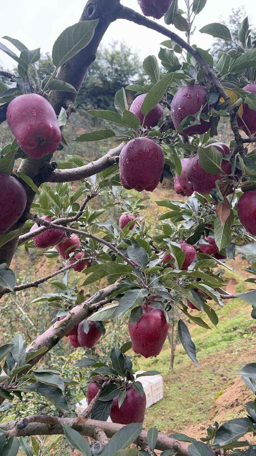 天水秦安花牛苹果（大小不一样价格不一样）