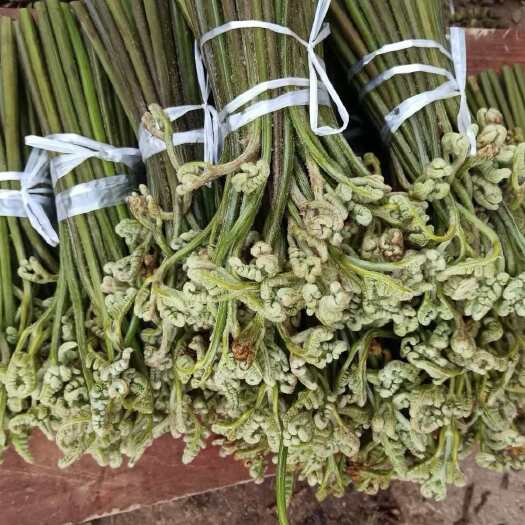 威宁高海拔蕨菜