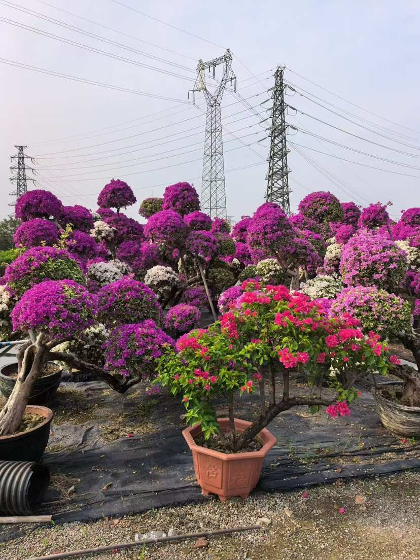 造型三角梅，三角梅老桩