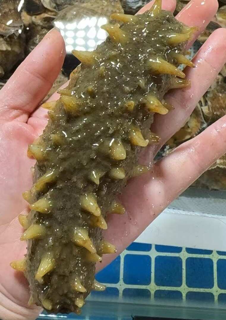海参， 活海参，即食海参，火锅食材，海鲜
