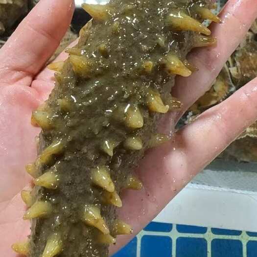 海参， 活海参，即食海参