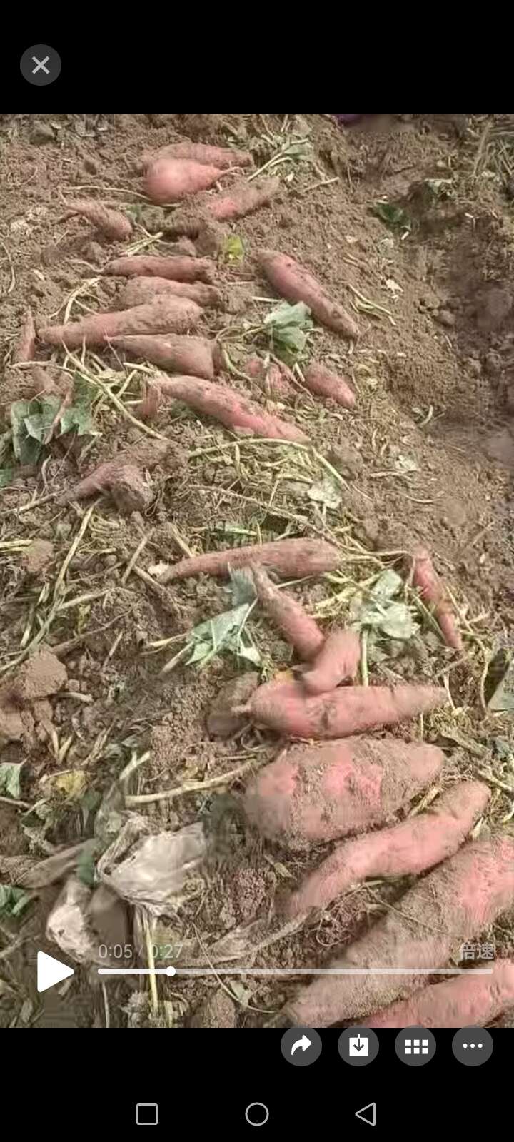 自家大量产的红薯需要的可以联系