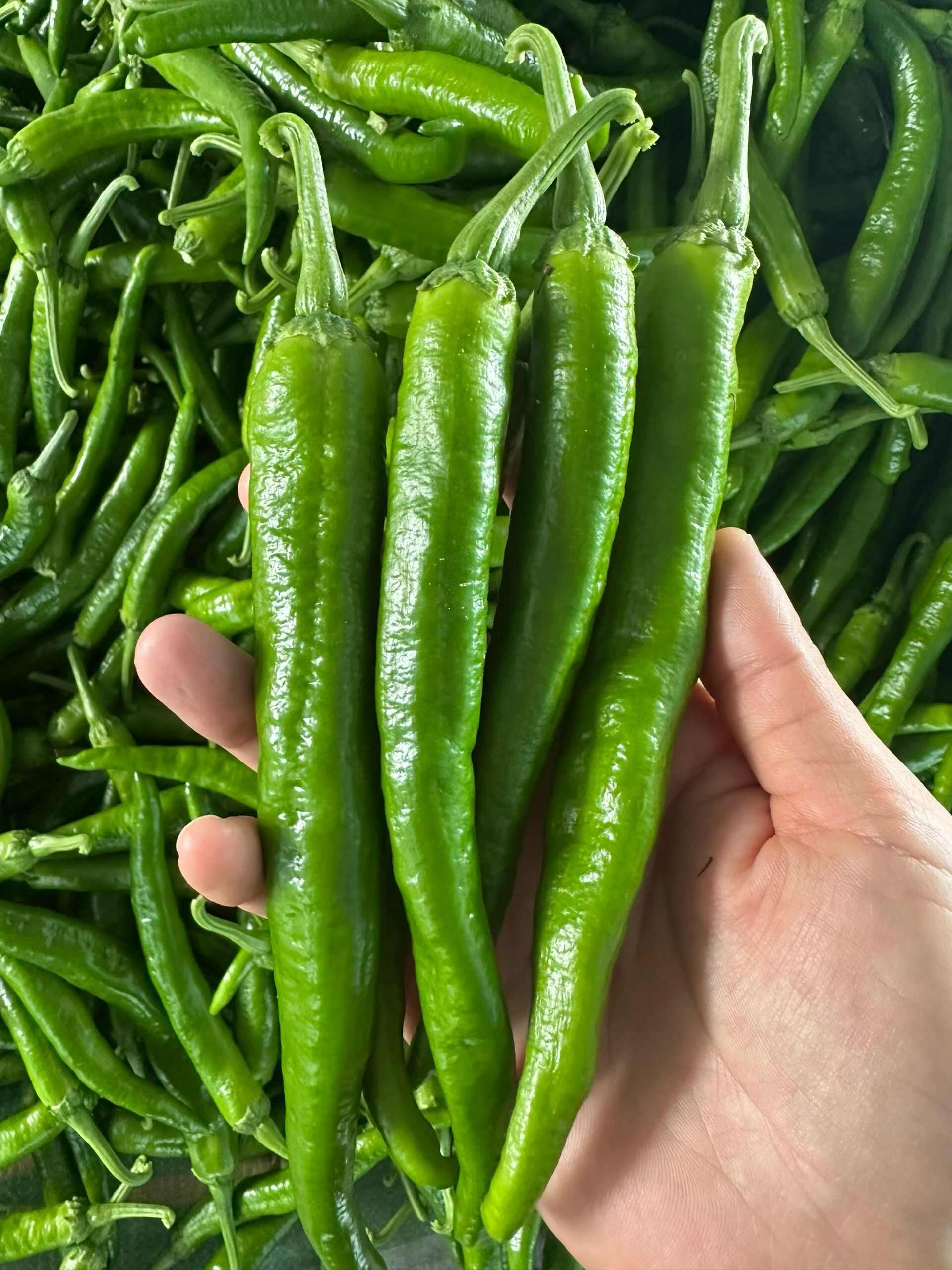 夏邑县万亩基地辣椒大量上市！品种多，欢迎实地考察！