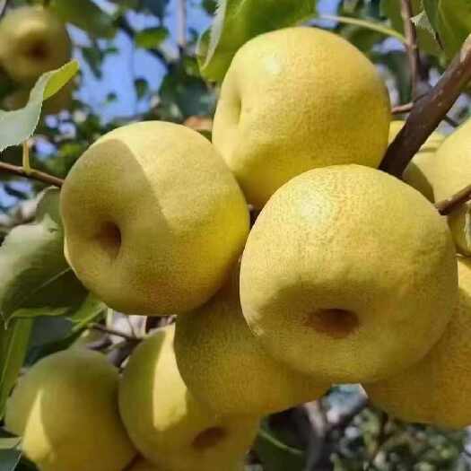 宁陵县宁陵酥梨皮溥汁多酥脆爽口