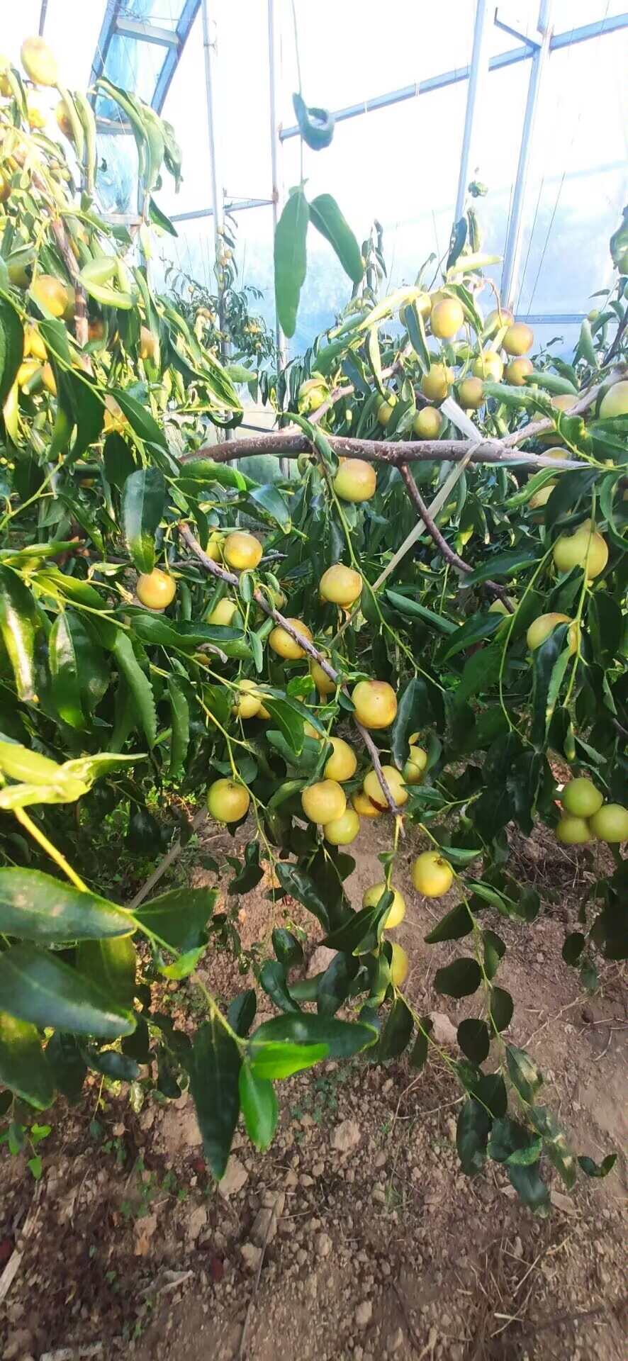 陕西大荔冬枣 新鲜核果类水果产地直发