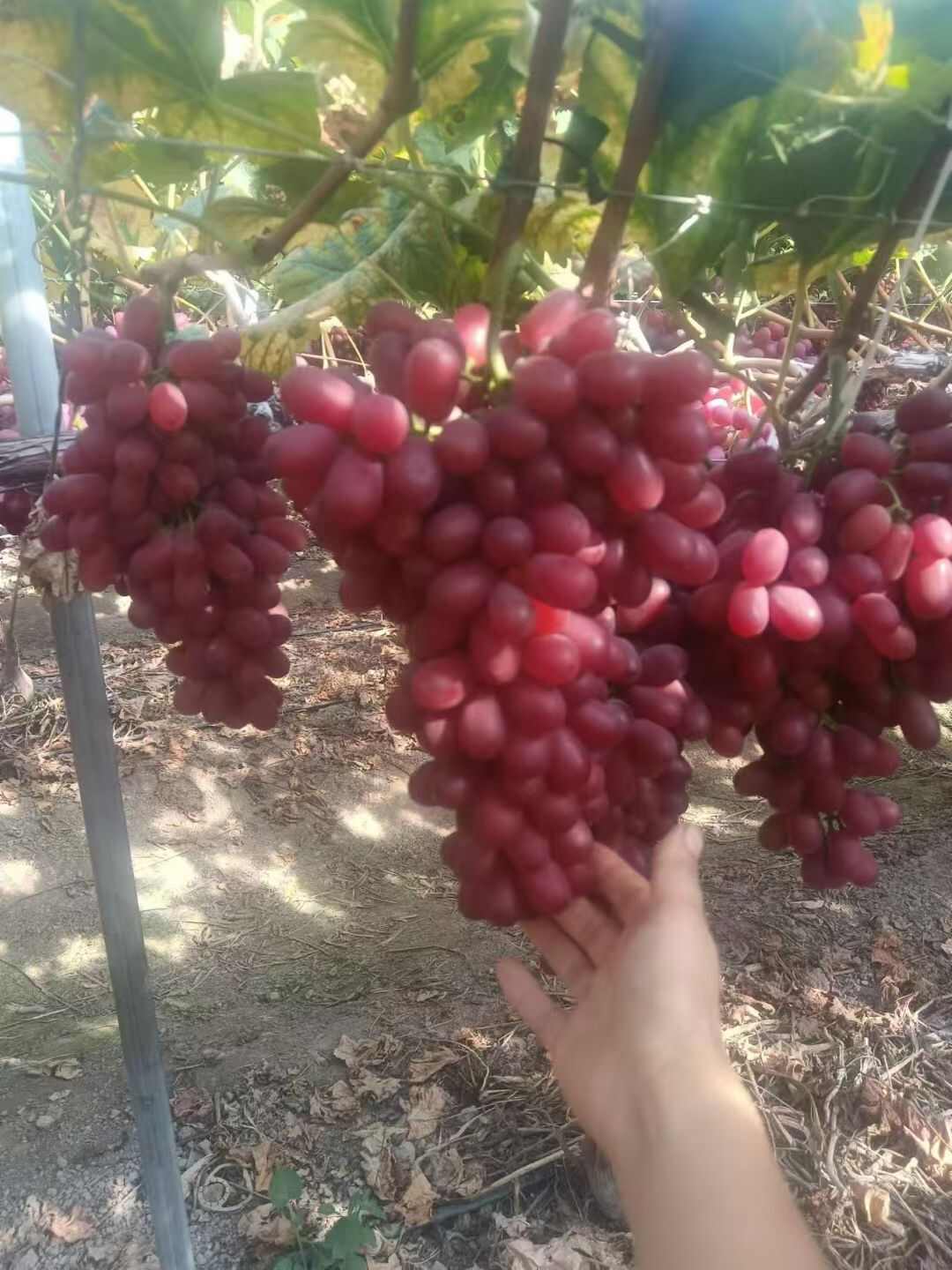葡萄品种，克伦生，阳光玫瑰，蓝宝石