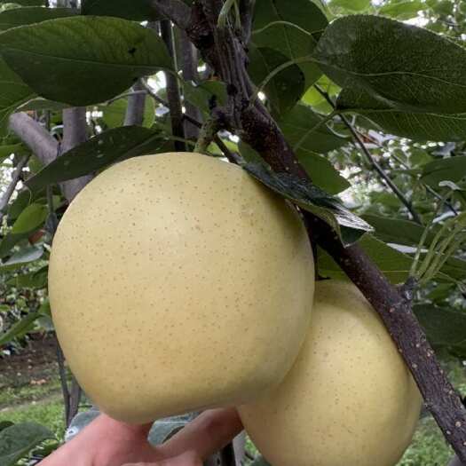 赵县皇冠梨大量有货 品质好 价格优 原产地