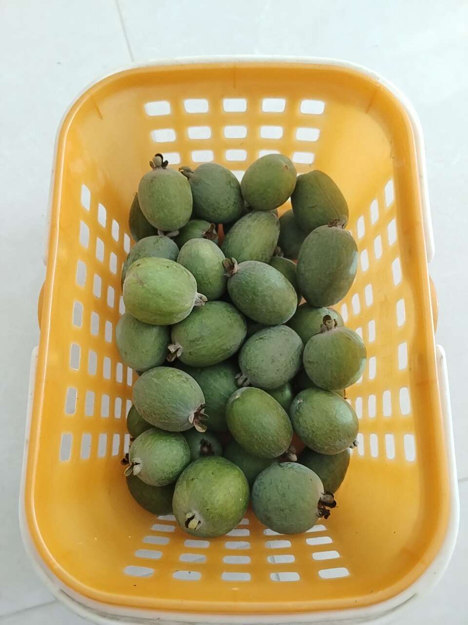 菲油果高维C“生命之果” ，又称肥吉果、费约果、凤榴等