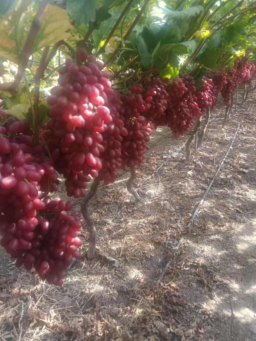 葡萄品种，克伦生，阳光玫瑰，蓝宝石