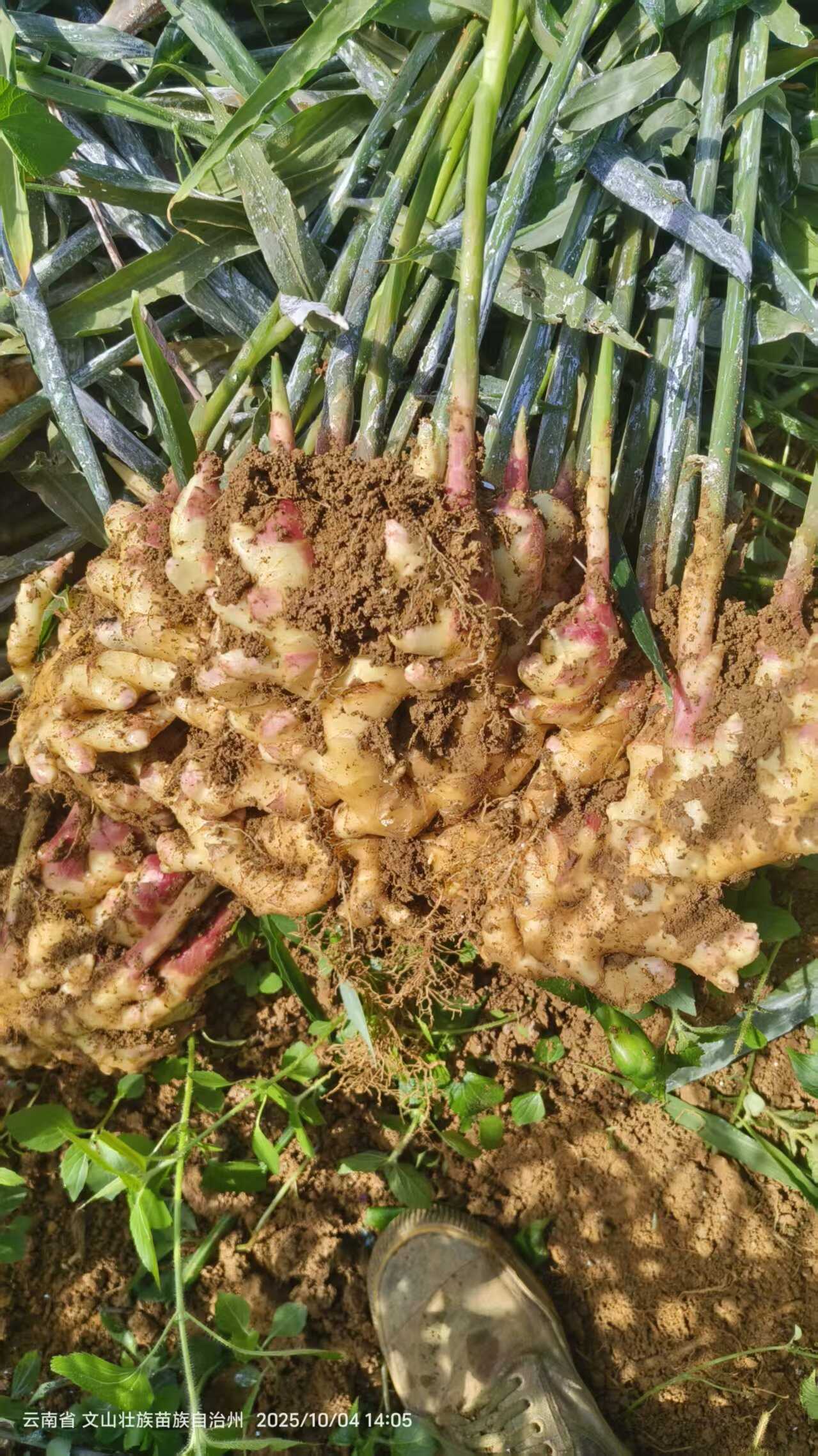 湖南二号带呢姜