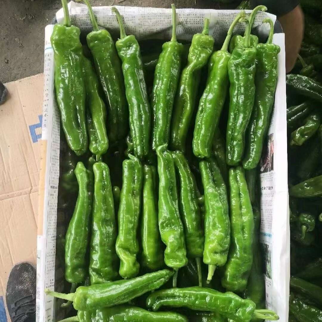 夏邑县万亩基地辣椒大量上市了！提供各种包装，欢迎实地考察合作