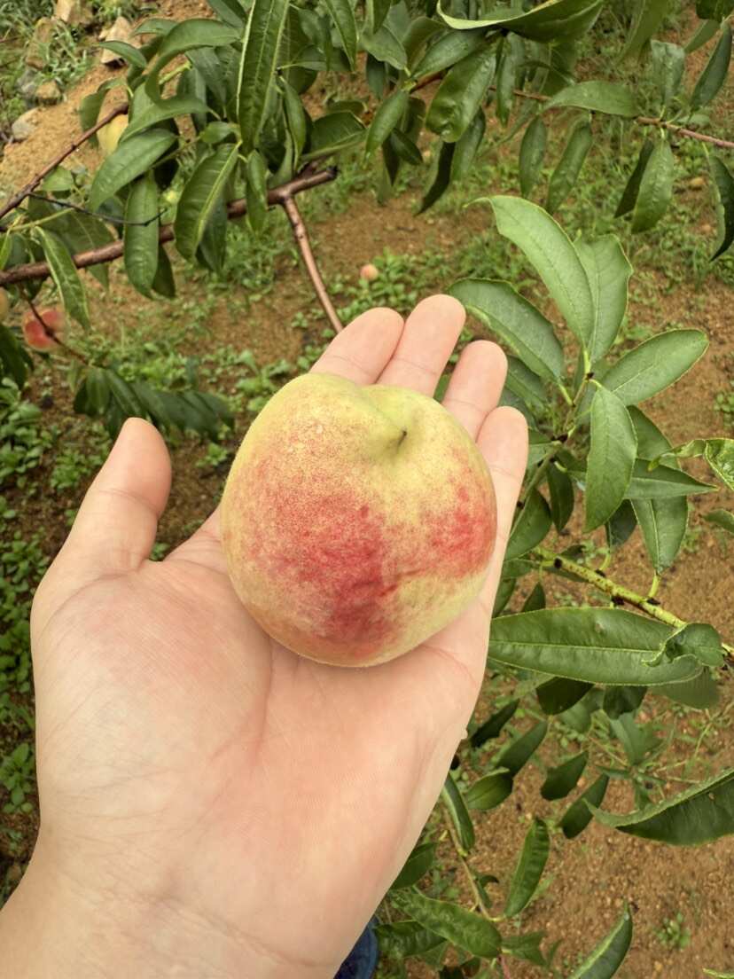 大冬桃月圆脆红毛桃