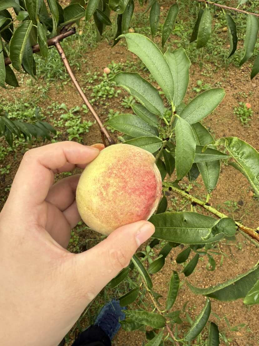 大冬桃月圆脆红毛桃