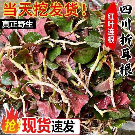 【鱼腥草】四川特产折耳根鱼腥草新鲜嫩叶凉拌唰火锅