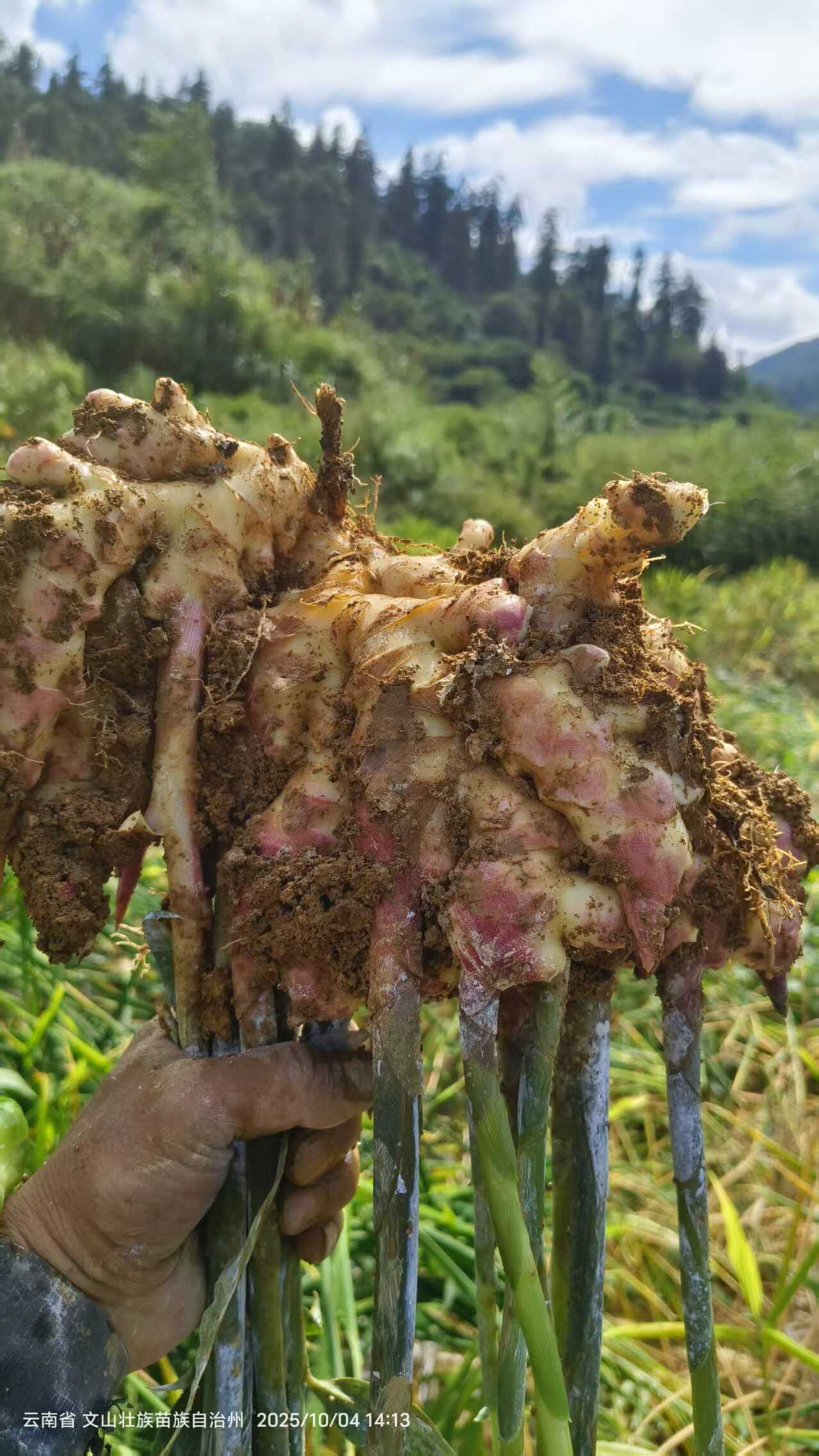 湖南二号带呢姜