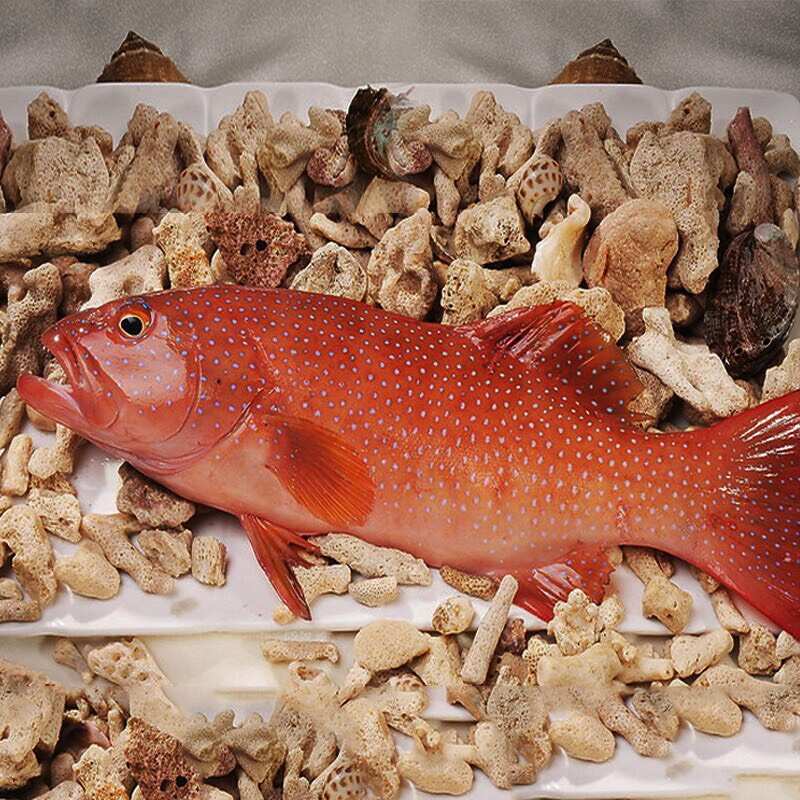 海南文昌东星斑 活鲜水产食用鱼类