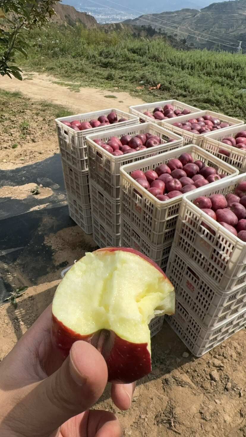天水秦安花牛苹果（大小不一样价格不一样）